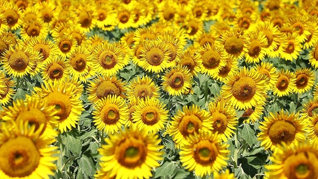 Ticaret Bakanlığından ayçiçeği yağı için yeni karar