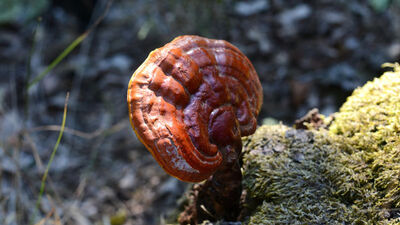 Reishi mantarı nedir, faydaları neler?