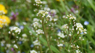 Çobançantası otu nedir?
