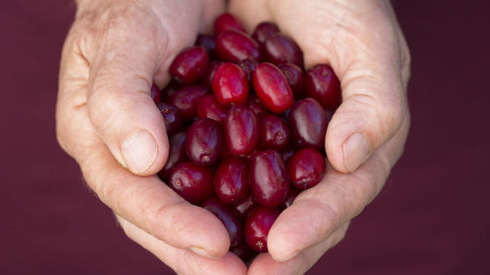Kızılcık faydaları nelerdir?