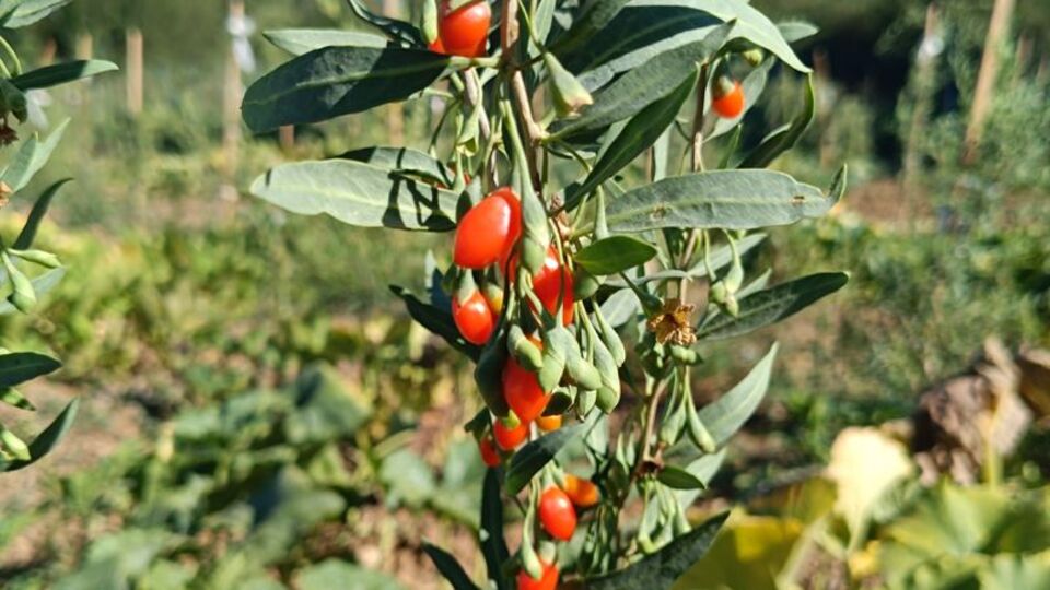 Çin ve Japonya'dan sonra Erzincan'da da yetişecek