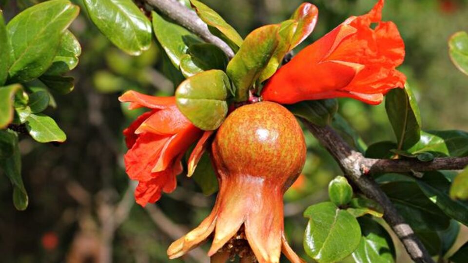 Nar çiçeğinin faydaları