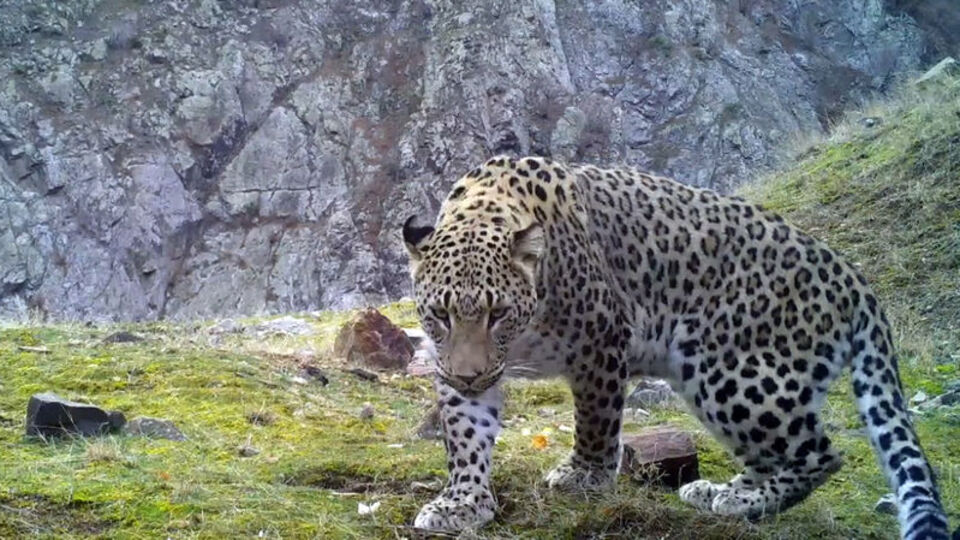 Anadolu parsının DNA'sı için yeni proje