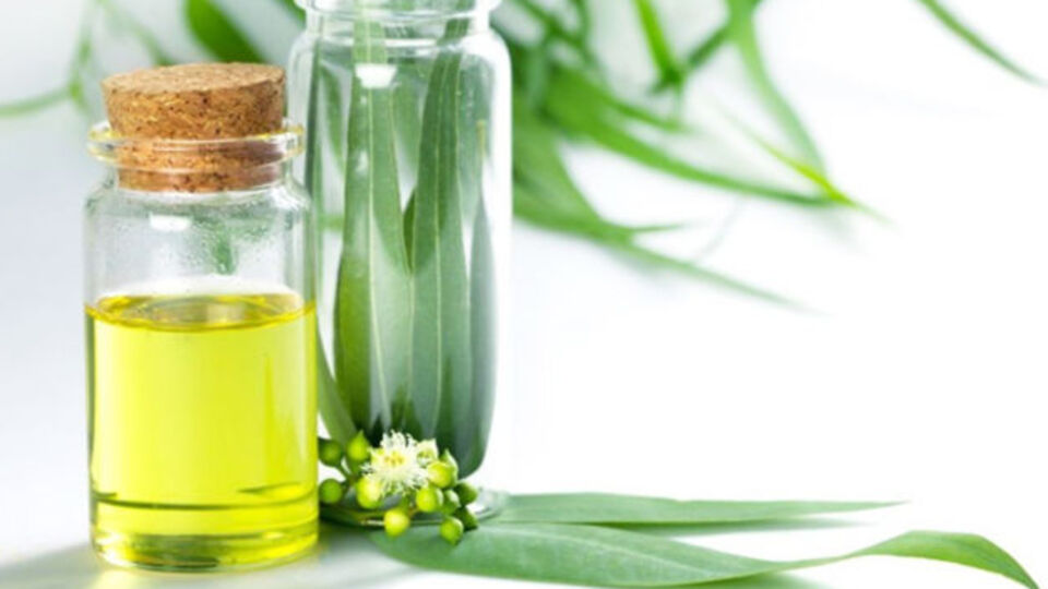 Okaliptus yağı nedir, ne işe yarar?