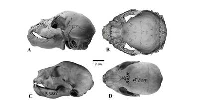 35 bin yıllık... Kusursuz şekilde korunmuş!