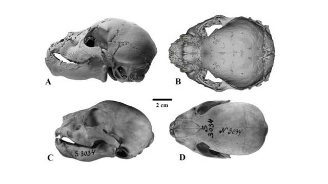 35 bin yıllık... Kusursuz şekilde korunmuş!