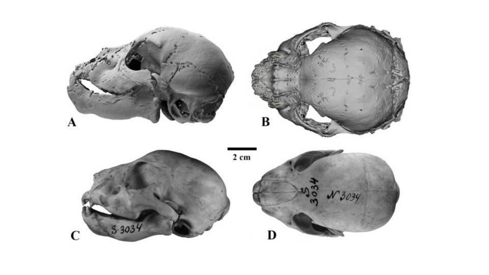 35 bin yıllık... Kusursuz şekilde korunmuş!
