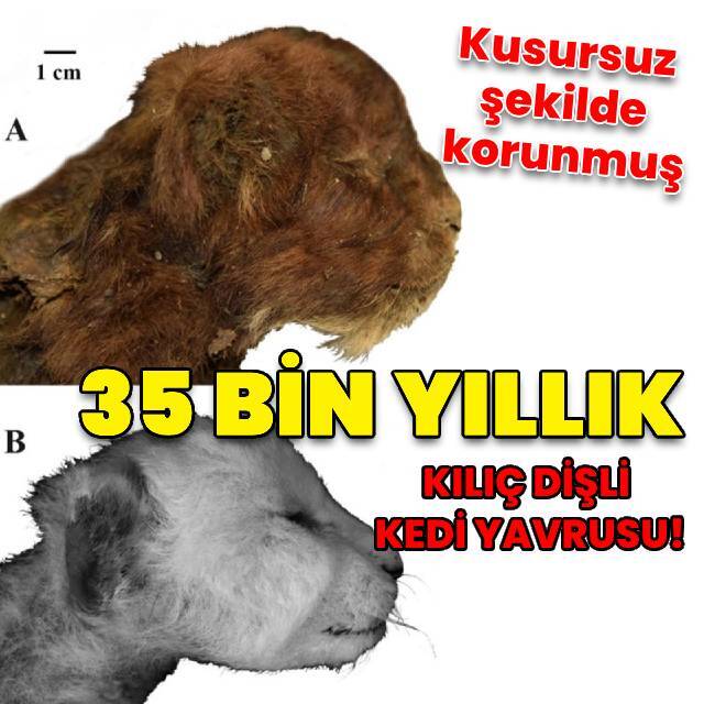 35 bin yıllık... Kusursuz şekilde korunmuş!