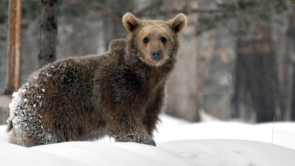 Sarıkamış'ta kış uykusuna erken yatmaya başladılar