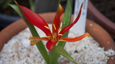 'Yitik lale' 132 yıl sonra Amasya'ya döndü