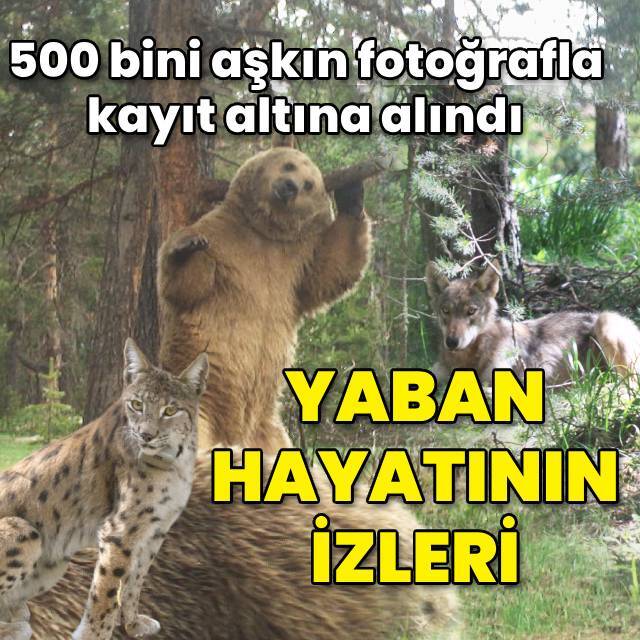 500 bini aşkın fotoğrafla yaban hayatının izleri...
