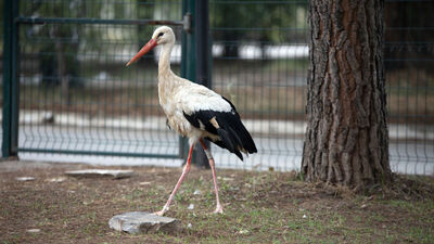 Göçü kaçıran Budapeşte baharı Aydın'da bekliyor