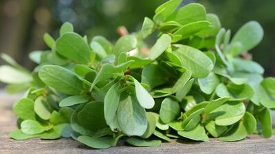 Semizotunun Müthiş Faydaları