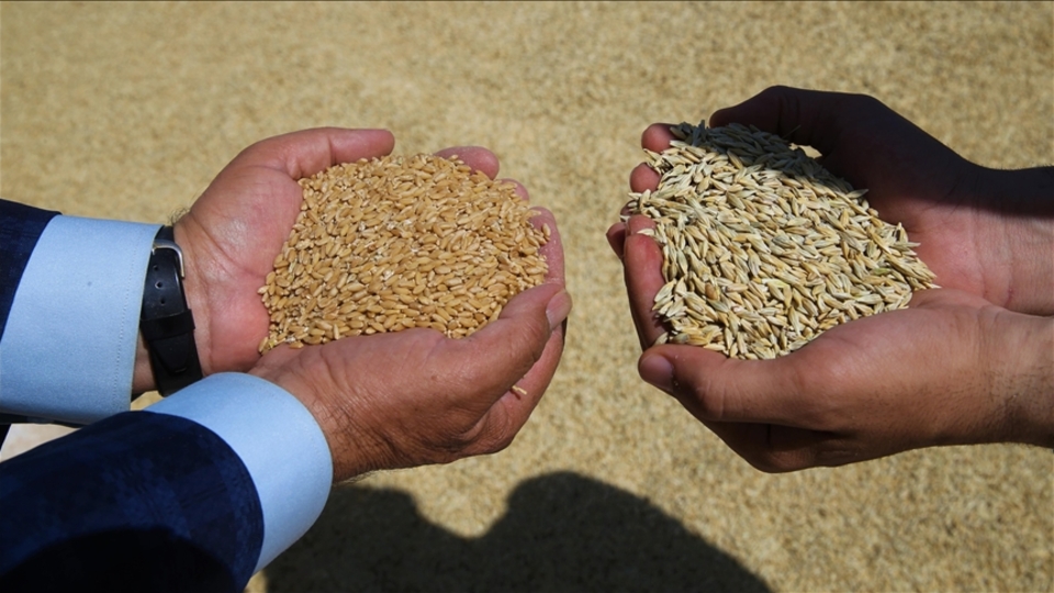 TMO'dan 90 gün vadeli arpa ve yulaf satışı hazırlığı