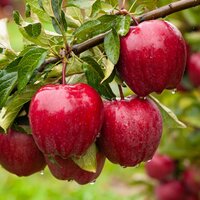 Elmanın İnanılmaz Faydaları