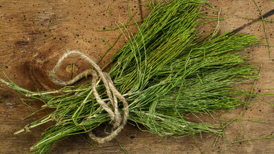 Kırkkilit Otu Nedir, Ne İşe Yarar?