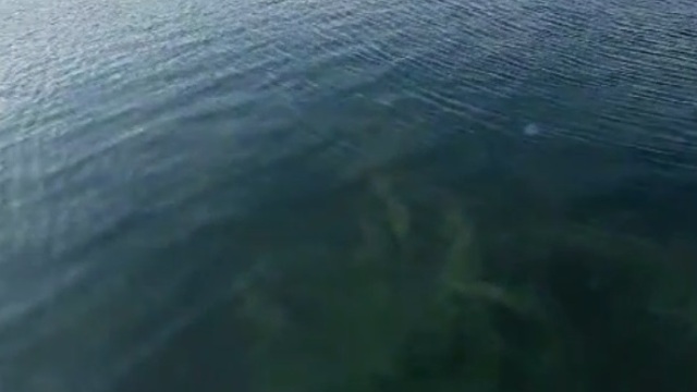 Marmara'dan yeni müsilaj görüntüsü!