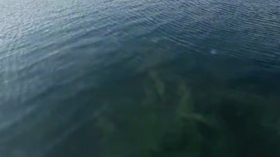 Marmara'dan yeni müsilaj görüntüsü!