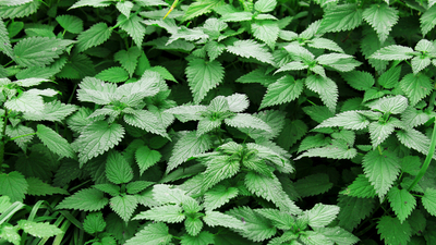 Isırgan Otunun Faydaları Ve Zararları!