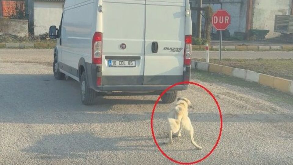 Köpeği minibüsün arkasına iple bağlayıp çekti