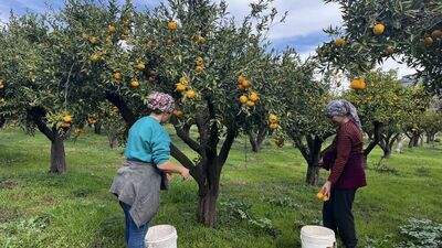 Bodrum mandalinası bahçede 10, pazarda 50 lira