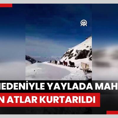 Kar nedeniyle yaylada mahsur kalan atlar kurtarıldı
