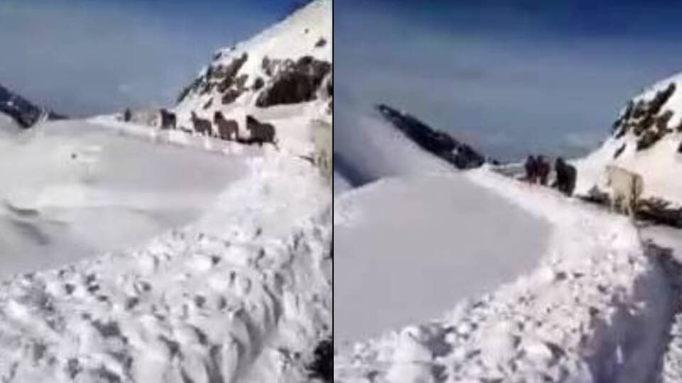 Yaylada mahsur kalan atlar kurtarıldı