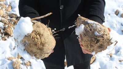 60 bin ton şeker pancarının sevkiyatı yapılmadı