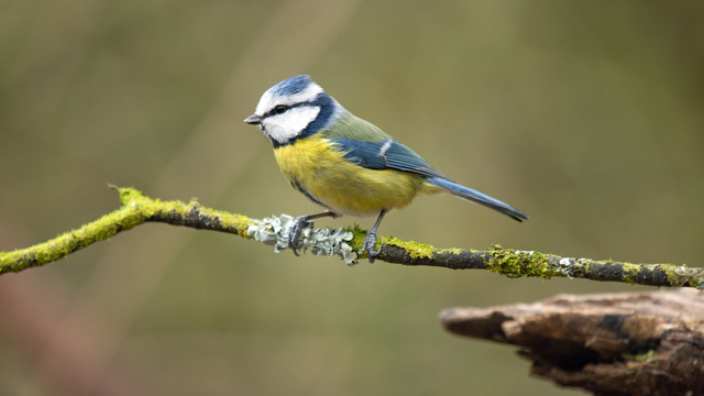 İklim değişikliği hayvanların rengini de davranışlarını da değiştiriyor