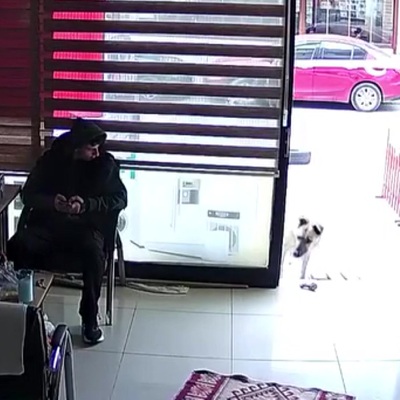 Köpek, esnafa vefa borcunu böyle ödedi