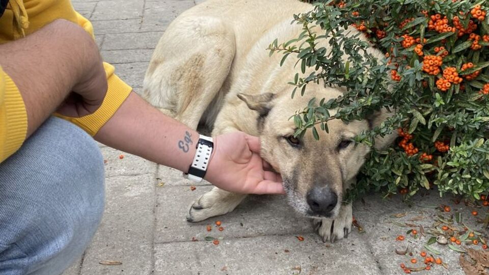 'Senin aklına kurban olurum'