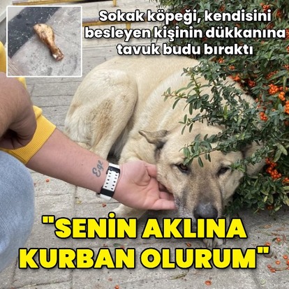 'Senin aklına kurban olurum'