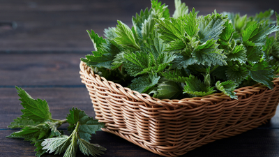 Şifa deposu ısırgan otunun faydaları neler?