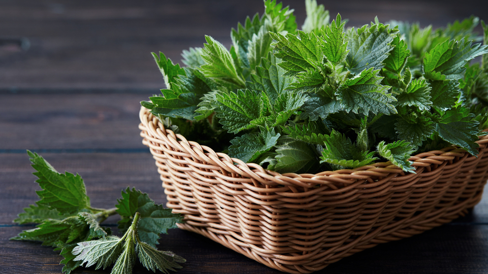 Şifa deposu ısırgan otunun faydaları neler?