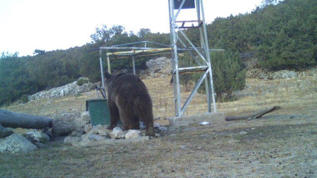 Manisa'da ilk kez görüntülendi