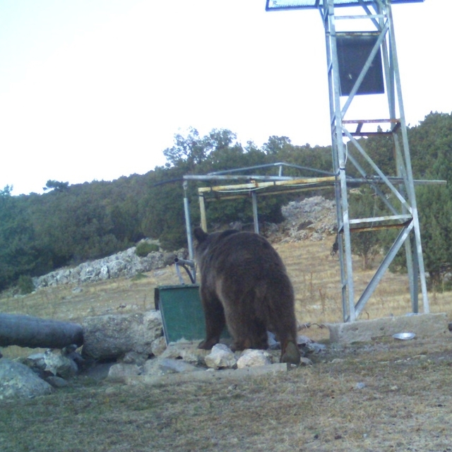  Manisa'da ilk kez görüntülendi