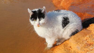 Donan kedi termal suda ısınmaya çalıştı