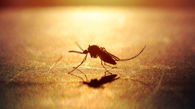  Britanya'da sıtma vakaları son 20 yılın en yüksek seviyesinde