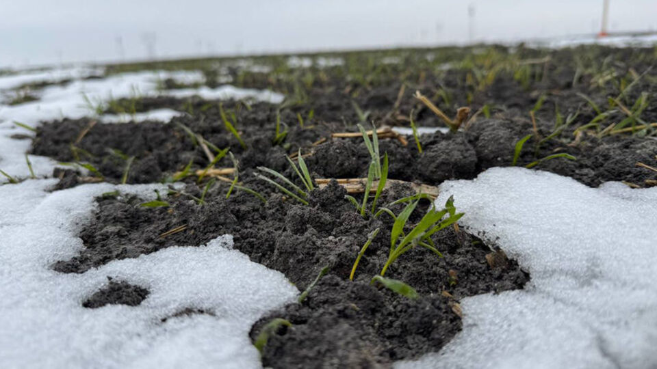 Konya Ovası'ndaki çiftçiler umutlandı