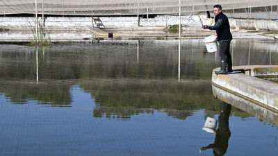 Antalya'da "kaya levreği" çalışmaları