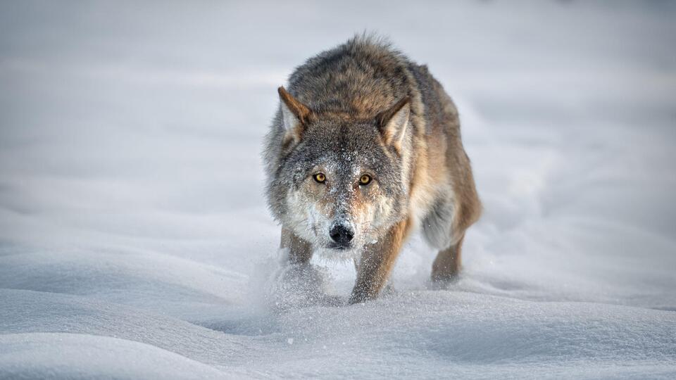 Avrupa'da 'kurtların dokunulmazlığı' sona eriyor, Türkiye de onay verdi