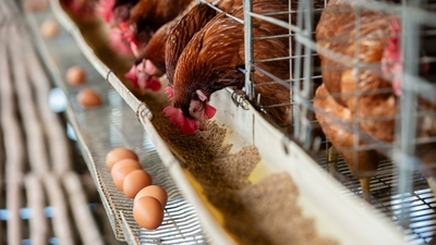 Irak,Türkiye'den alımları durdurdu: Yumurta fiyatı düşer mi?