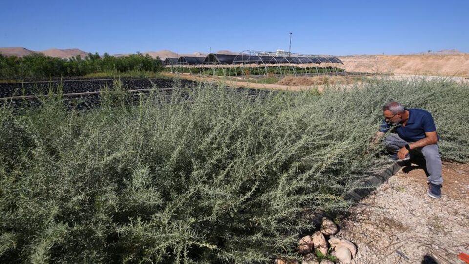 Hayvancılıkta verim için tuz çalısı üretimi