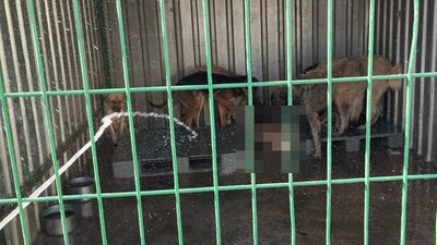 Barınakta aç köpekler, ölen köpeği yedi
