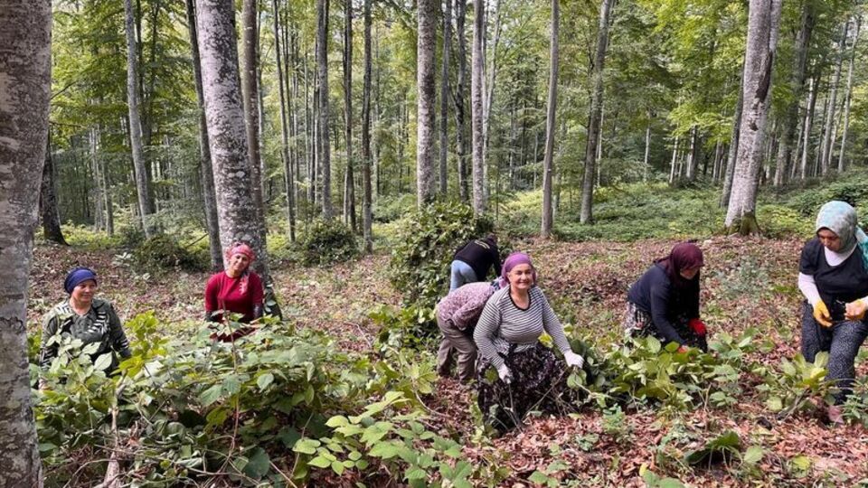 Akçakoca'da ormanda gençleştirme çalışması