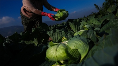 Kışlık sebze pazar tezgahına gecikmeli çıktı