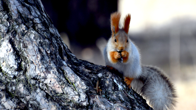  Yaşam alanlarında görüntülendiler