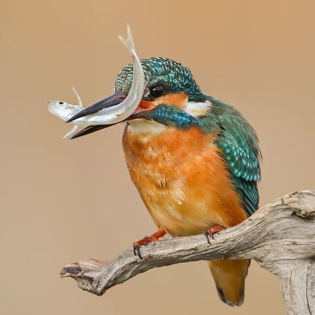  6 yılda 50 yeni tür kaydetti!