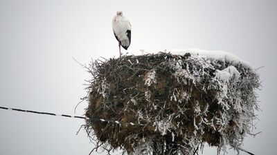 Yıllardır göç etmiyor