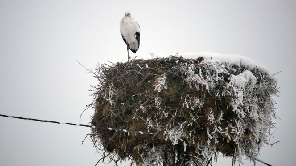 Yıllardır göç etmiyor